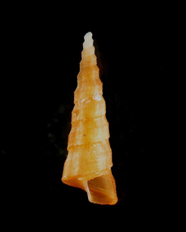 Turritlla decipiens??
